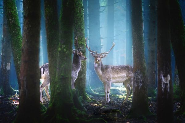 PHOTOWALL / Deers (e317785)