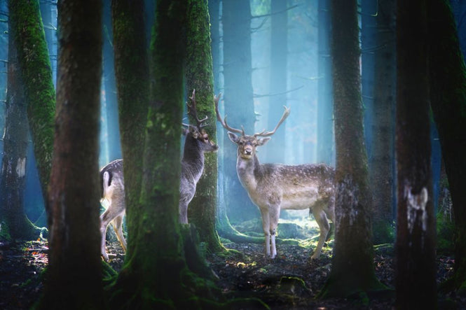 PHOTOWALL / Deers (e317785)