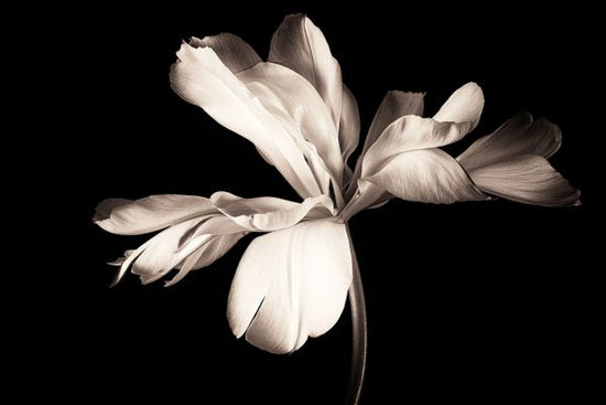 PHOTOWALL / Lily Bulb (e317789)