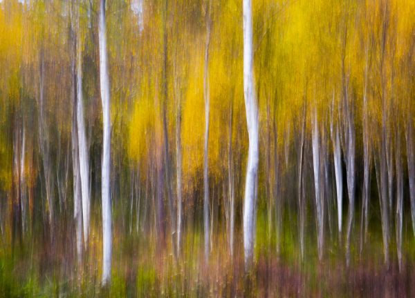 PHOTOWALL / Abstract Fall (e317791)