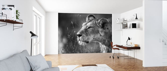 PHOTOWALL / Lioness (e317799)