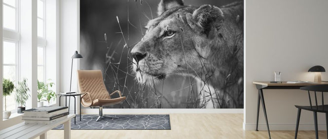 PHOTOWALL / Lioness (e317799)