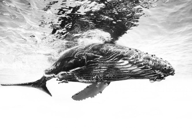 PHOTOWALL / Humpback Whale Calf (e317800)
