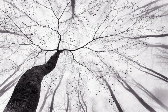 PHOTOWALL / View of the Tree Crown (e317801)