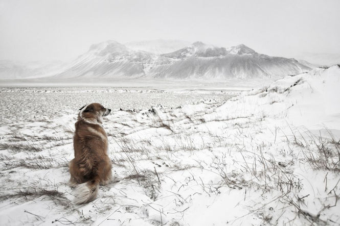 PHOTOWALL / Snowstorm (e317564)