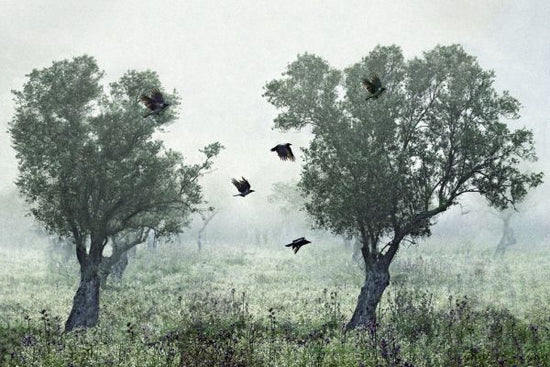 PHOTOWALL / Crows in the Mist (e317570)