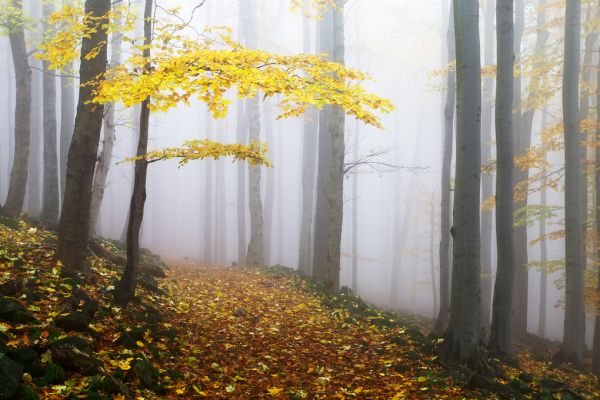 PHOTOWALL / Autumn Forest (e317575)