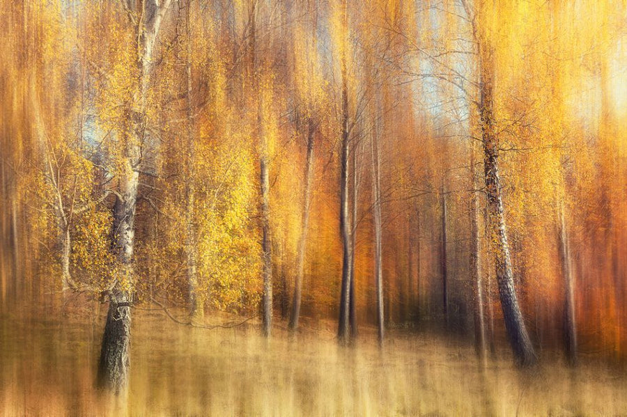 PHOTOWALL / Autumn Birches (e317590)