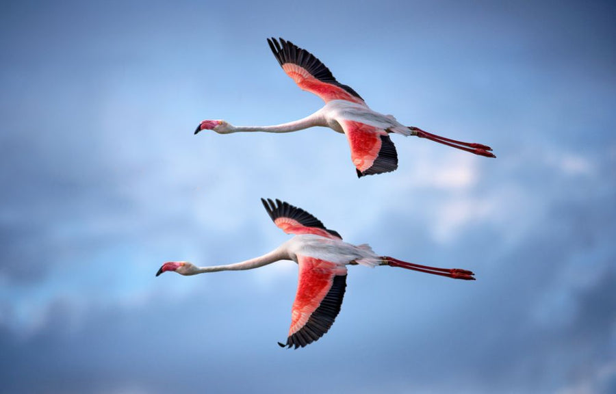 PHOTOWALL / Greater Flamingos (e317594)