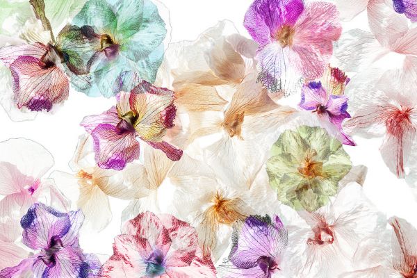 PHOTOWALL / Ghost Orchids (e317601)