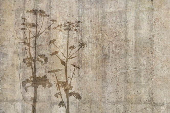 PHOTOWALL / Giant Hogweed with Concrete Wall (e318483)