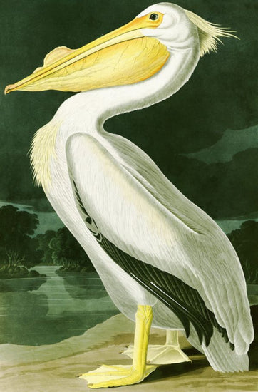 PHOTOWALL / White Pelican - John James Audubon (e318886)