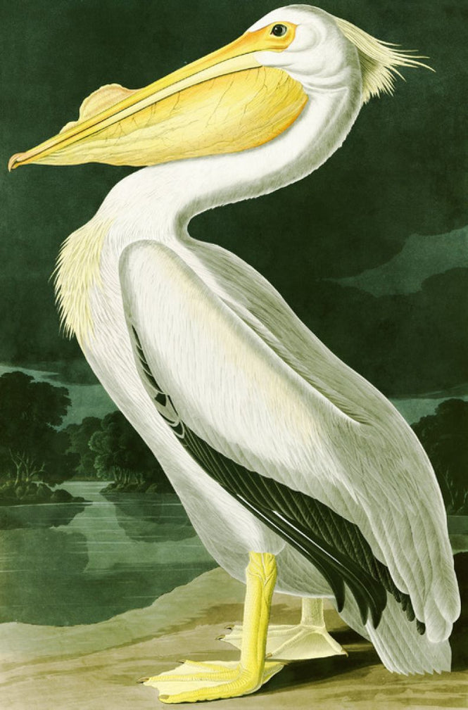 PHOTOWALL / White Pelican - John James Audubon (e318886)
