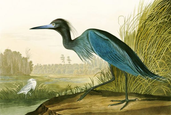 PHOTOWALL / Little Blue Heron - John James Audubon (e318887)
