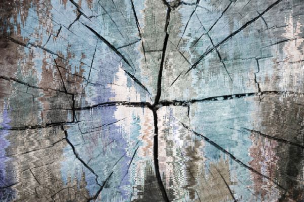 PHOTOWALL / Stump (e318907)