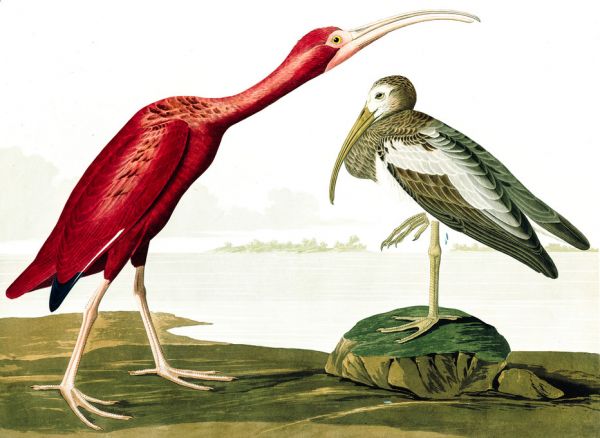 PHOTOWALL / Scarlet Ibis - John James Audubon (e318911)