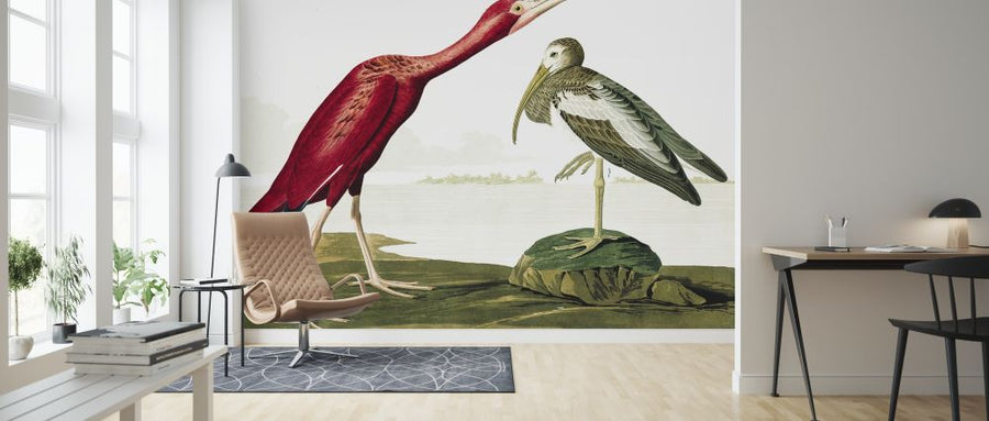 PHOTOWALL / Scarlet Ibis - John James Audubon (e318911)