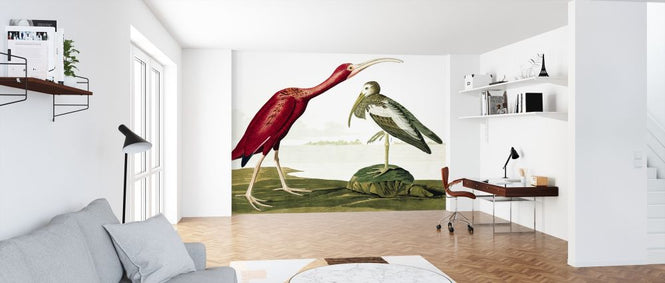 PHOTOWALL / Scarlet Ibis - John James Audubon (e318911)