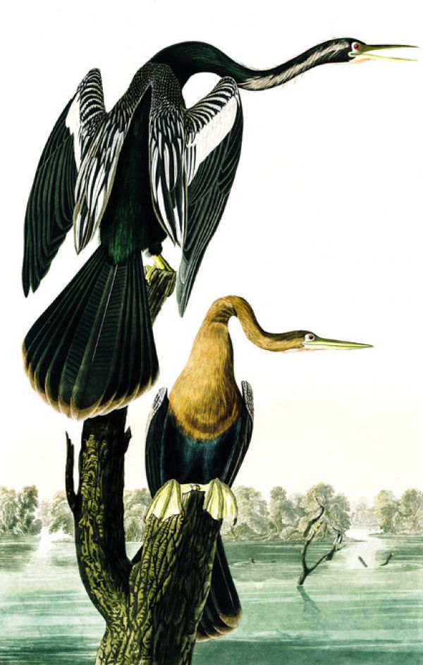PHOTOWALL / Blacked-Billed Darter - John James Audubon (e318913)