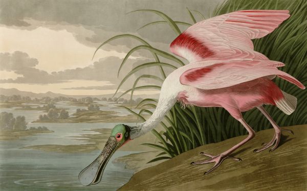 PHOTOWALL / Birds of America - John James Audubon (e318670)