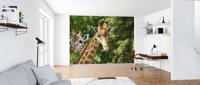 PHOTOWALL / Heads of two Giraffes (e317839)