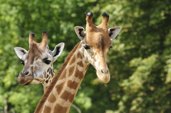 PHOTOWALL / Heads of two Giraffes (e317839)