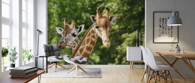 PHOTOWALL / Heads of two Giraffes (e317839)