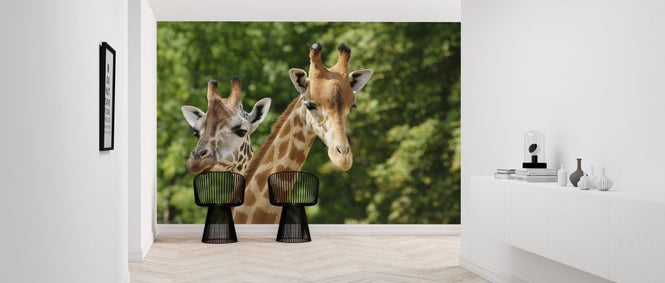 PHOTOWALL / Heads of two Giraffes (e317839)