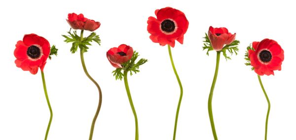 PHOTOWALL / Red Poppies (e317841)