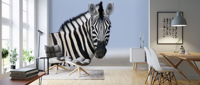 PHOTOWALL / Zebra Looking (e317842)
