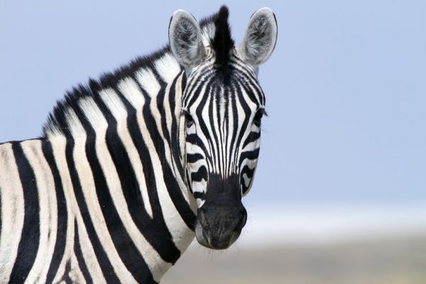 PHOTOWALL / Zebra Looking (e317842)