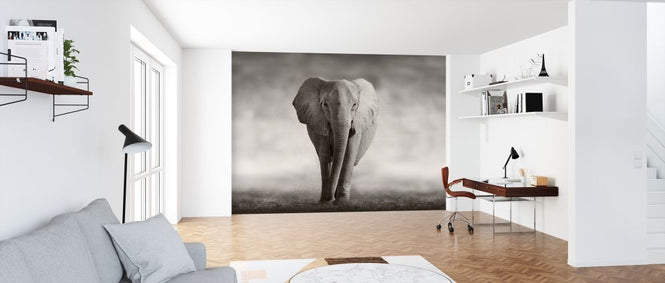 PHOTOWALL / Elephant (e317843)