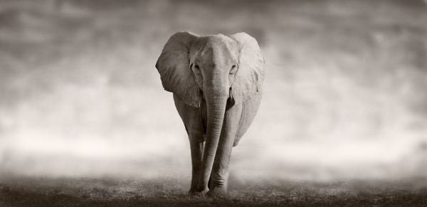 PHOTOWALL / Elephant (e317843)