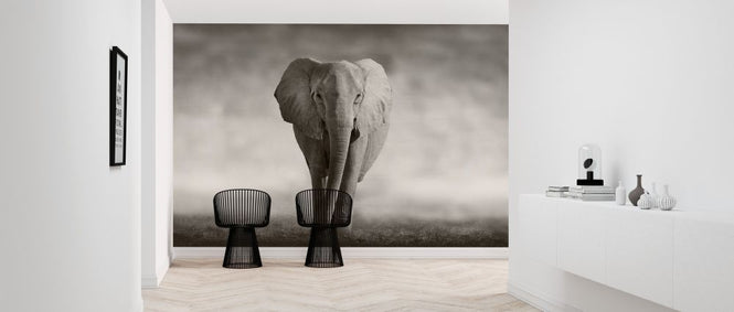PHOTOWALL / Elephant (e317843)
