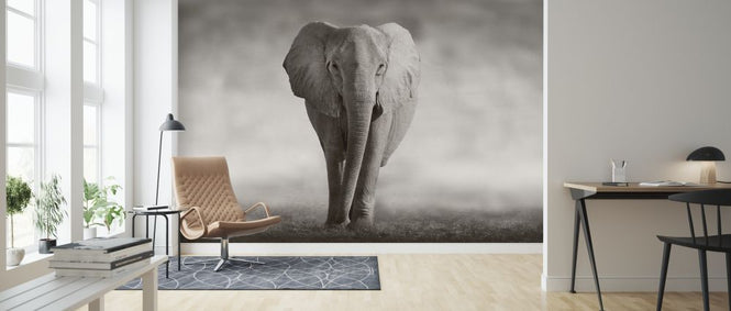 PHOTOWALL / Elephant (e317843)
