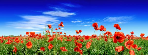 PHOTOWALL / Red Poppies on Green Field (e317845)