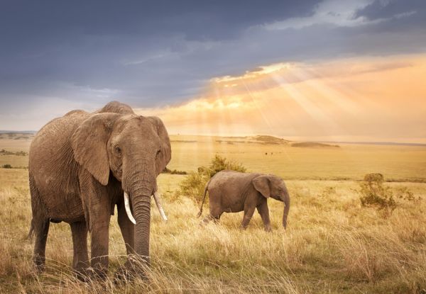 PHOTOWALL / African Elephants in Sunset Light (e317848)