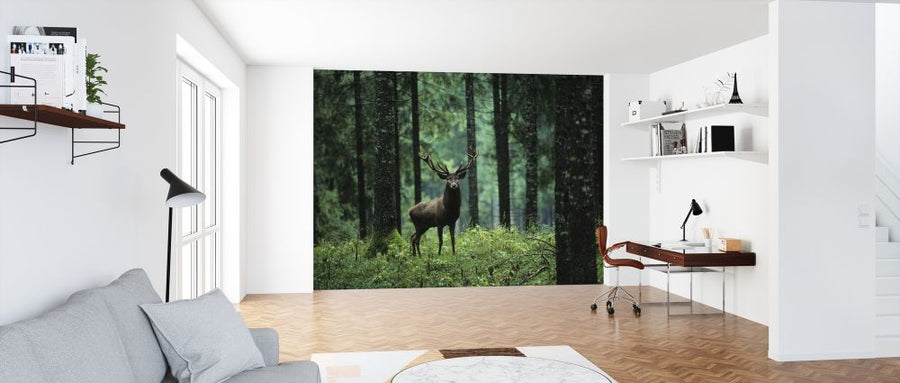 PHOTOWALL / Elk in Forest (e317851)