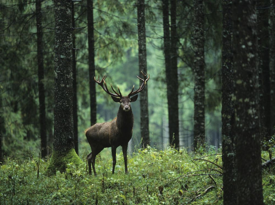 PHOTOWALL / Elk in Forest (e317851)