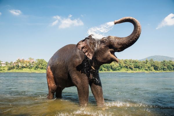 PHOTOWALL / Elephant Washing (e317854)