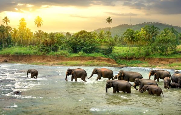 PHOTOWALL / Elephant in River (e317855)