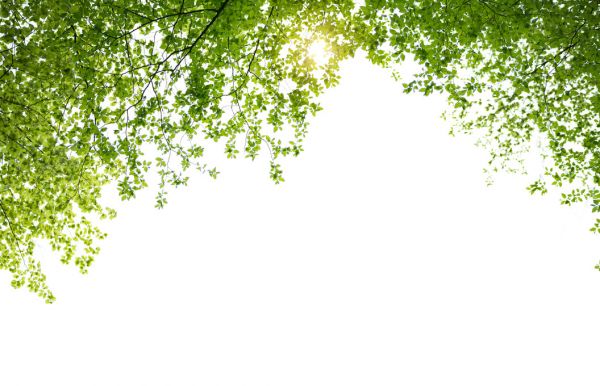 PHOTOWALL / Spring Leaves (e317857)