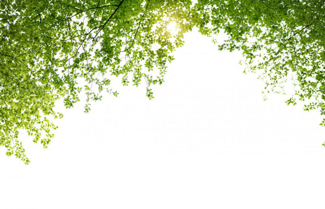 PHOTOWALL / Spring Leaves (e317857)