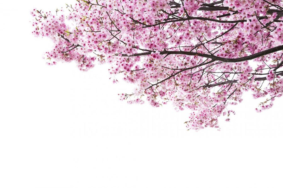 PHOTOWALL / Pink Cherry Blossoms (e317860)