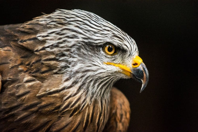 PHOTOWALL / Hawk Portrait (e317862)