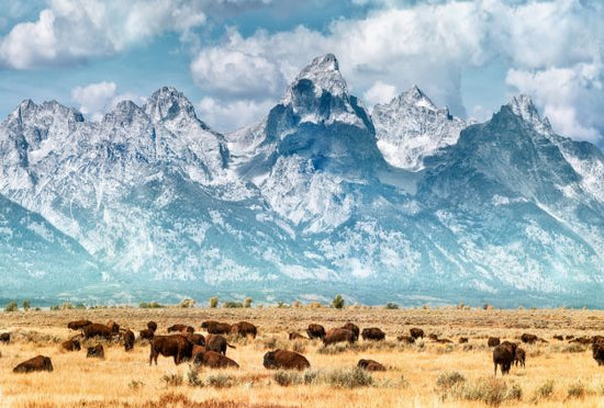 PHOTOWALL / Bison on the Prairie (e317863)