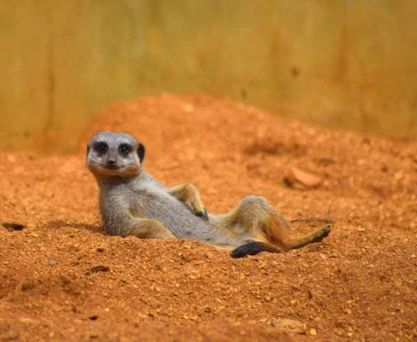 PHOTOWALL / Meerkat Relaxing in the Desert (e317865)