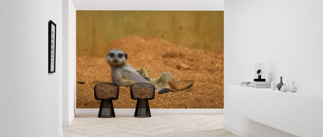 PHOTOWALL / Meerkat Relaxing in the Desert (e317865)