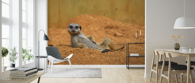 PHOTOWALL / Meerkat Relaxing in the Desert (e317865)