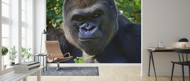 PHOTOWALL / Male Silverback (e317869)